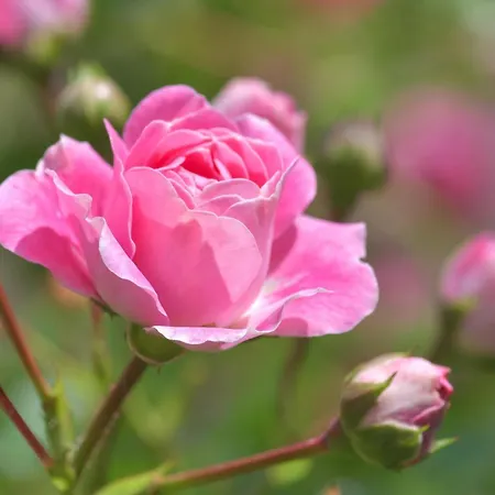 Apartment Haus Luise *