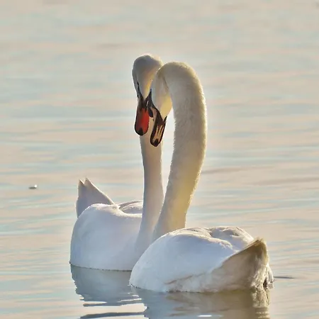 Haus Luise * Uhldingen-Mühlhofen